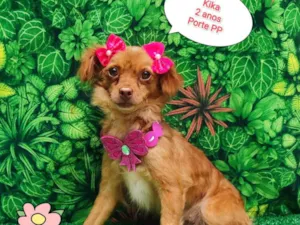 Cachorro raça SRD-ViraLata idade 2 anos nome Kika