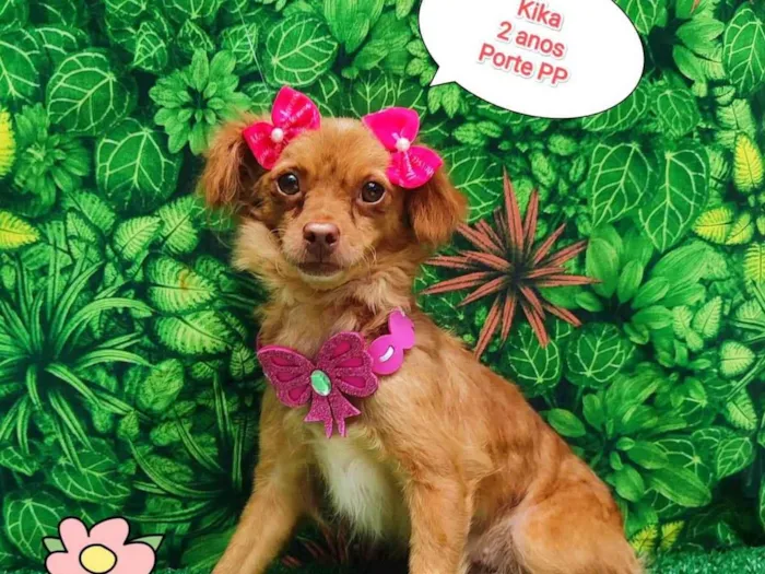 Cachorro ra a SRD-ViraLata idade 2 anos nome Kika
