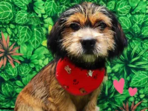 Cachorro raça SRD-ViraLata idade 2 a 6 meses nome Billy