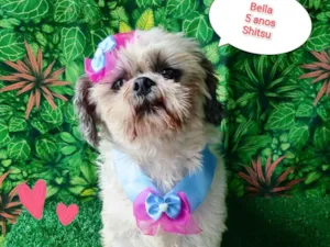 Cachorro raça Shitzu idade 5 anos nome Bella 