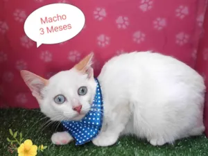 Gato raça SRD-ViraLata idade 2 a 6 meses nome Lourenço 