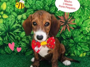 Cachorro raça SRD-ViraLata idade 2 a 6 meses nome Luis