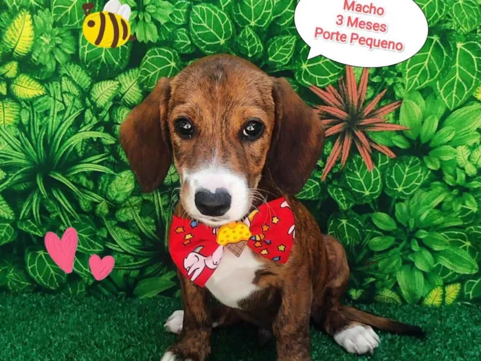 Cachorro ra a SRD-ViraLata idade 2 a 6 meses nome Luis
