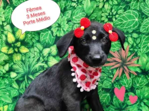 Cachorro raça SRD-ViraLata idade 2 a 6 meses nome Moranguinho