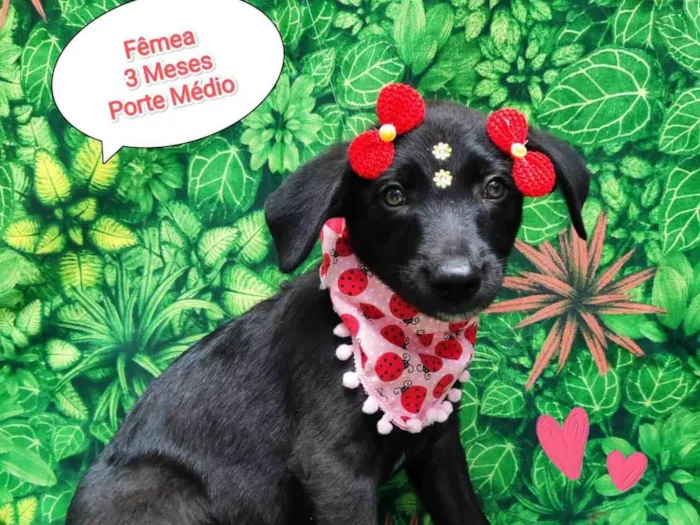 Cachorro ra a SRD-ViraLata idade 2 a 6 meses nome Moranguinho