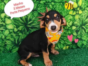 Cachorro raça SRD-ViraLata idade 2 a 6 meses nome Thor
