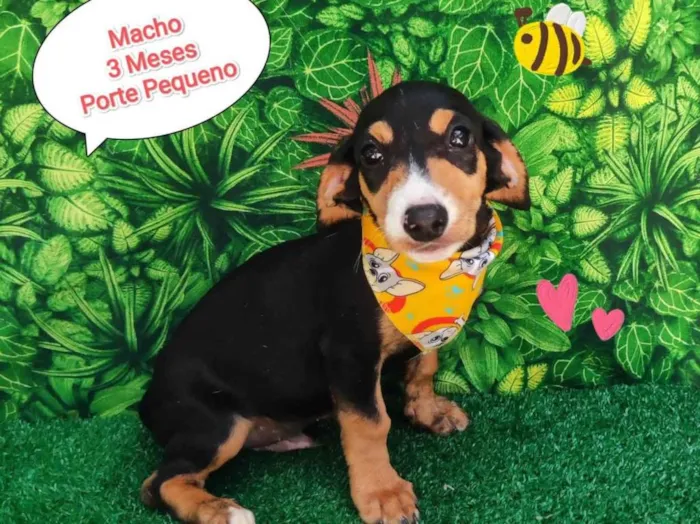 Cachorro ra a SRD-ViraLata idade 2 a 6 meses nome Thor