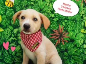 Cachorro raça SRD-ViraLata idade 2 a 6 meses nome Hugo