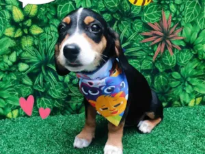 Cachorro raça SRD-ViraLata idade 2 a 6 meses nome Pitoco