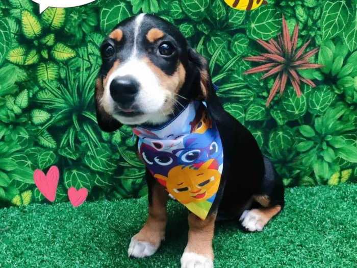 Cachorro ra a SRD-ViraLata idade 2 a 6 meses nome Pitoco
