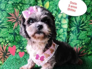 Cachorro raça Shitzu idade 3 anos nome Doris 