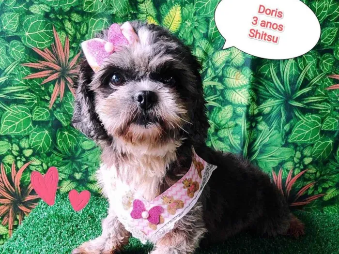 Cachorro ra a Shitzu idade 3 anos nome Doris 