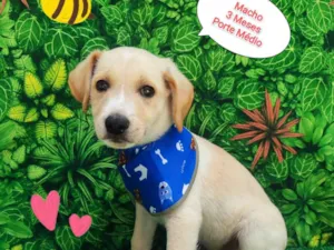 Cachorro raça SRD-ViraLata idade 2 a 6 meses nome Trovão 