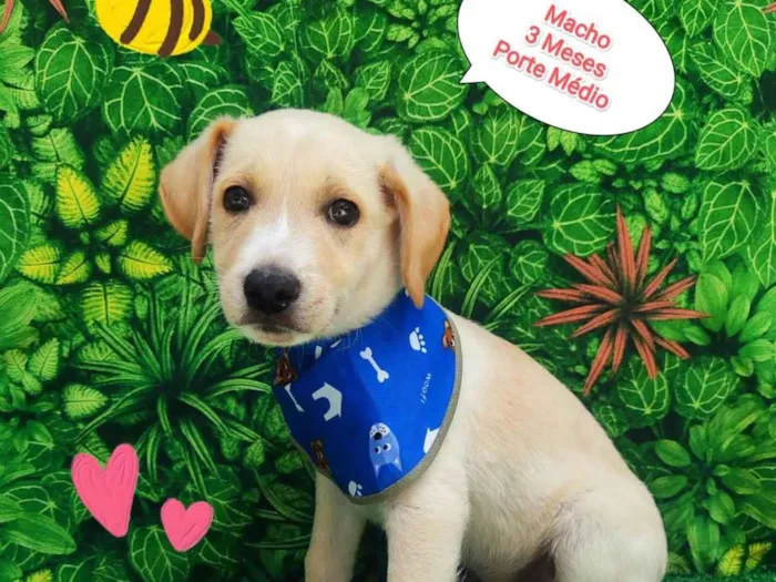 Cachorro ra a SRD-ViraLata idade 2 a 6 meses nome Trovão 