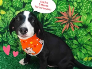 Cachorro raça SRD-ViraLata idade 2 a 6 meses nome Luccas