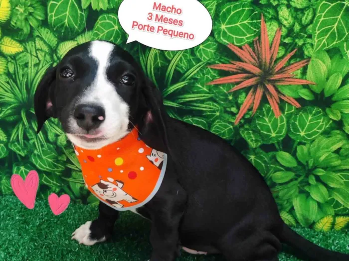 Cachorro ra a SRD-ViraLata idade 2 a 6 meses nome Luccas