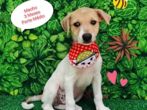Cachorro raça SRD-ViraLata idade 2 a 6 meses nome Beethoven 
