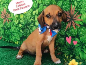 Cachorro raça SRD-ViraLata idade 2 a 6 meses nome Yago