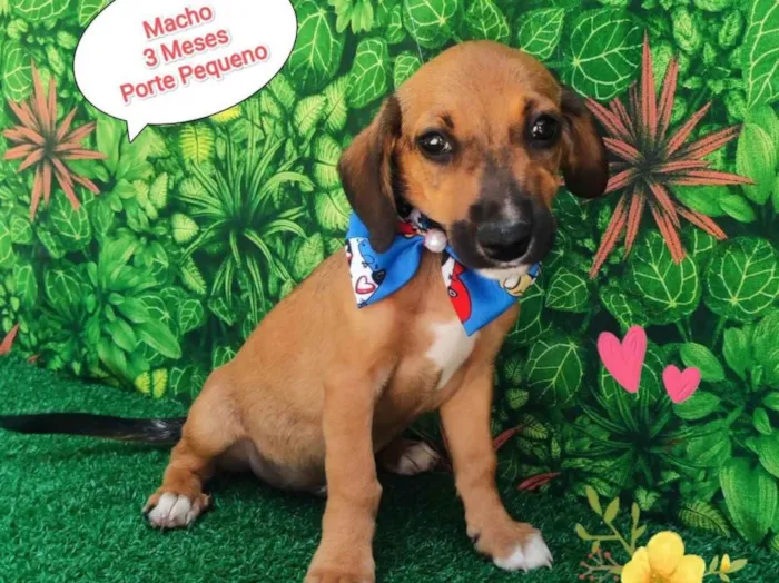 Cachorro ra a SRD-ViraLata idade 2 a 6 meses nome Yago