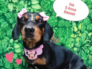 Cachorro raça Basset idade 3 anos nome Isa