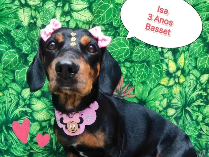 Cachorro ra a Basset idade 3 anos nome Isa