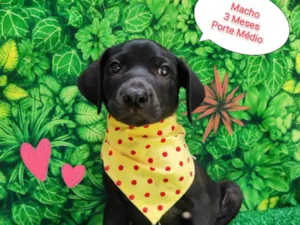 Cachorro raça SRD-ViraLata idade 2 a 6 meses nome Weber 