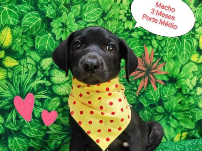 Cachorro ra a SRD-ViraLata idade 2 a 6 meses nome Weber 