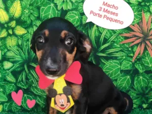 Cachorro raça SRD-ViraLata idade 2 a 6 meses nome Trevor