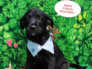Cachorro raça SRD-ViraLata idade 2 a 6 meses nome Hércules 