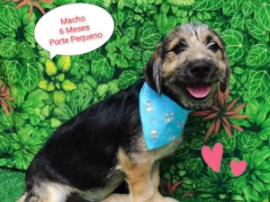 Cachorro raça SRD-ViraLata idade 2 a 6 meses nome Nando 