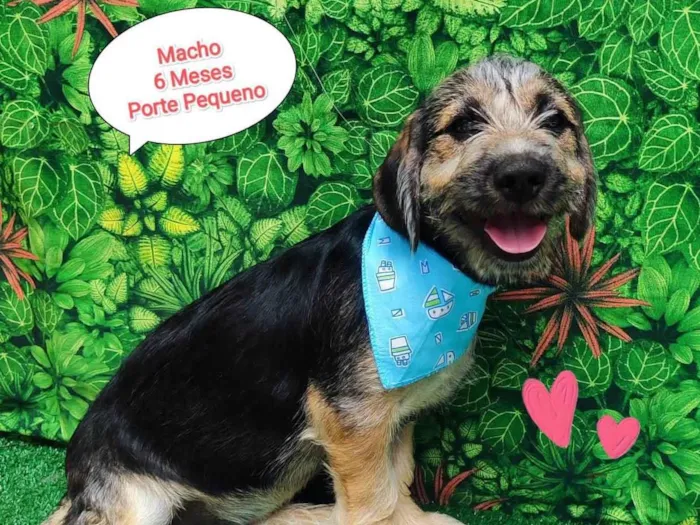 Cachorro ra a SRD-ViraLata idade 2 a 6 meses nome Nando 