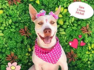 Cachorro raça Pitbull  idade 2 anos nome Sara