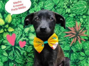 Cachorro raça  idade 2 a 6 meses nome Tiao