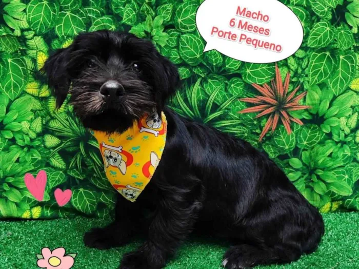 Cachorro ra a SRD-ViraLata idade 2 a 6 meses nome Pipoca