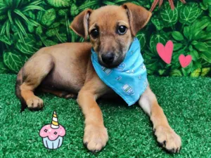 Cachorro raça SRD-ViraLata idade 2 a 6 meses nome Samba