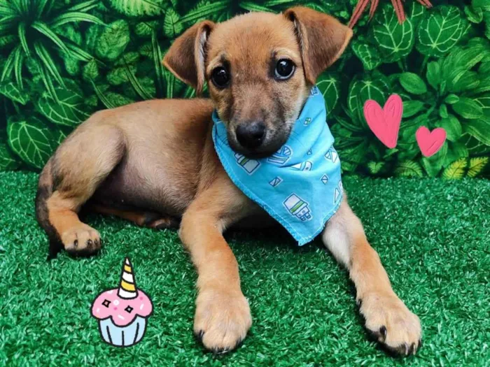 Cachorro ra a SRD-ViraLata idade 2 a 6 meses nome Samba