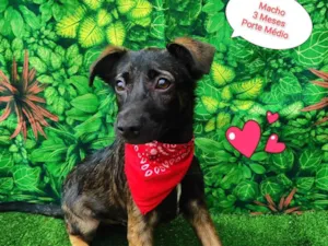 Cachorro raça  idade 2 a 6 meses nome Jose