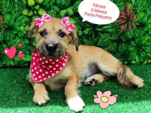 Cachorro raça SRD-ViraLata idade 2 a 6 meses nome Louise
