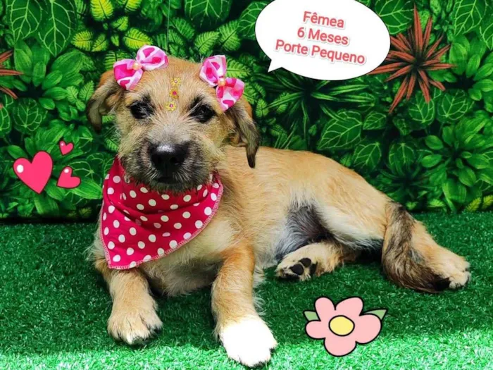 Cachorro ra a SRD-ViraLata idade 2 a 6 meses nome Louise
