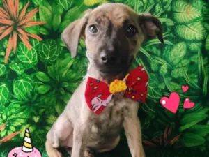 Cachorro raça SRD-ViraLata idade 2 a 6 meses nome Mickey 