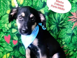 Cachorro raça  idade 2 a 6 meses nome Tobias
