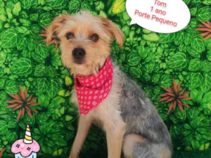 Cachorro raça  idade 1 ano nome Tom
