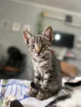 Biloca