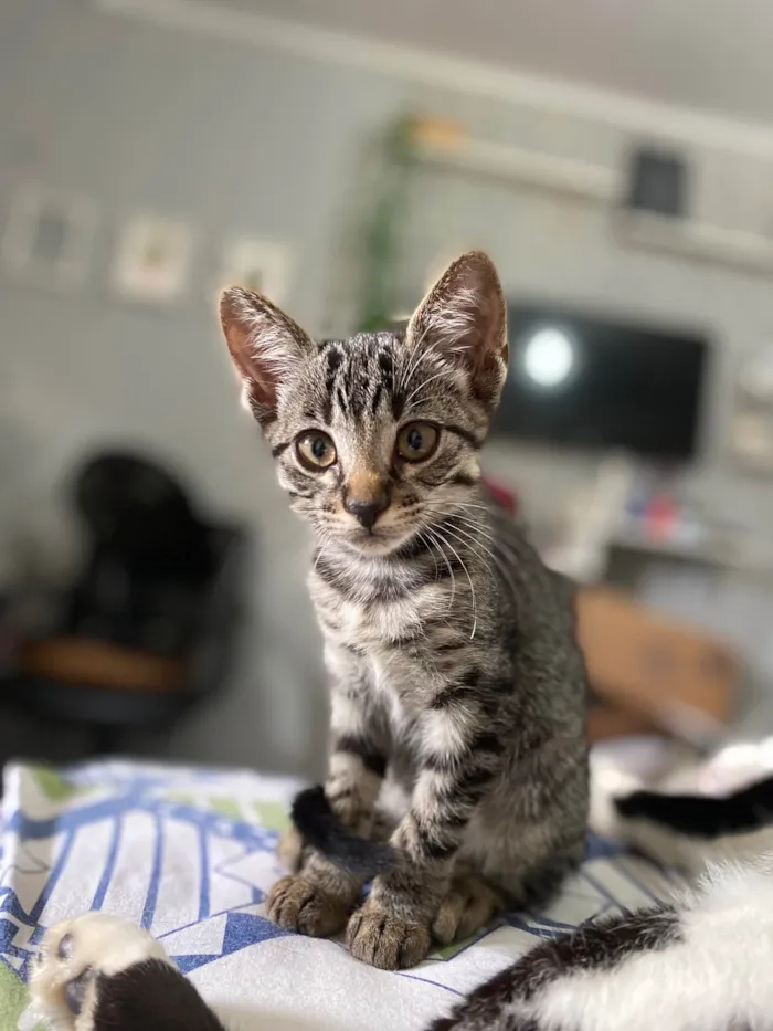 Gato ra a SRD-ViraLata idade 2 a 6 meses nome Biloca