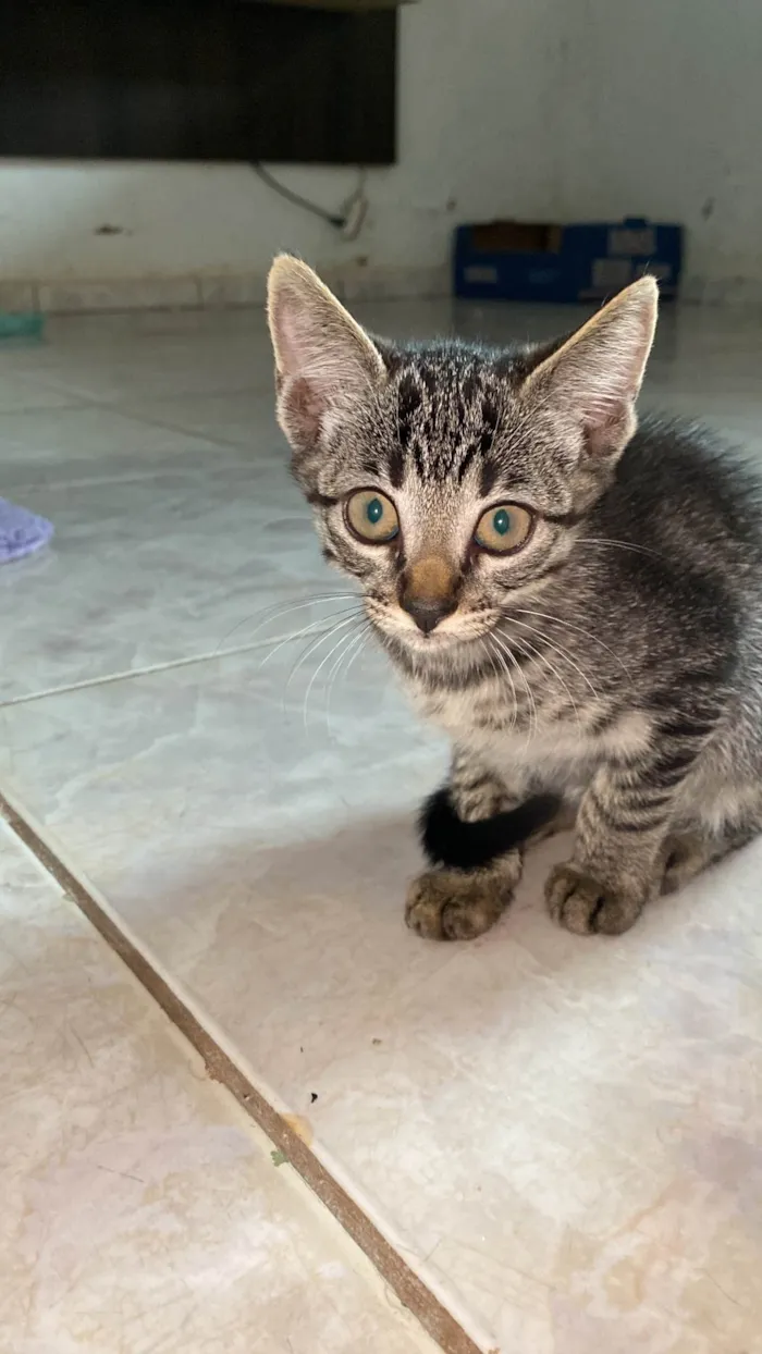 Gato ra a SRD-ViraLata idade 2 a 6 meses nome Biloca