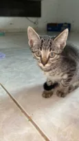 Biloca