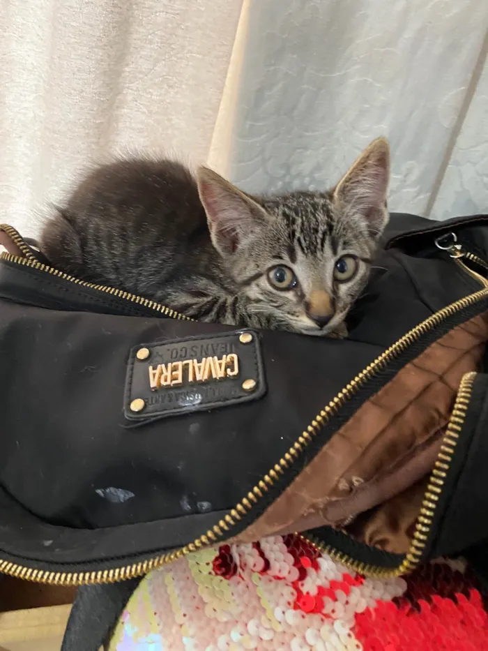 Gato ra a SRD-ViraLata idade 2 a 6 meses nome Biloca