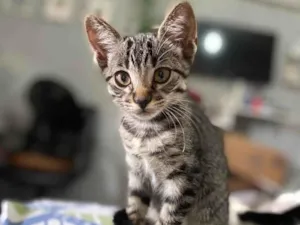 Gato raça SRD-ViraLata idade 2 a 6 meses nome Biloca