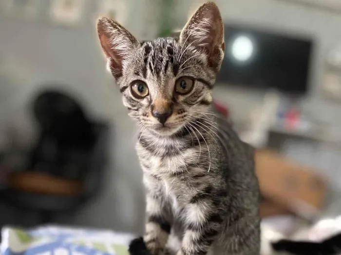 Gato ra a SRD-ViraLata idade 2 a 6 meses nome Biloca