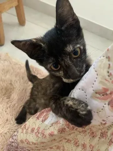 Gato ra a SRD idade 2 a 6 meses nome Diana (Águas Lindas - GO)